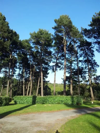 Camping L'Océan Belle-Ile-en-Mer Morbihan Randonnée Emplacement sous la pinède